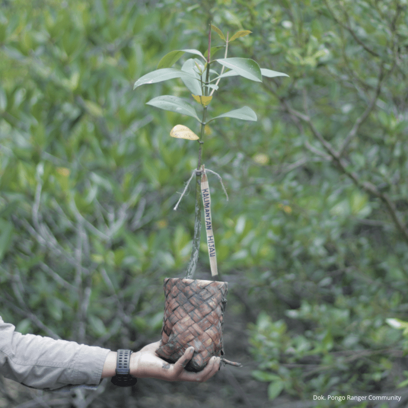Mangrove in a bag