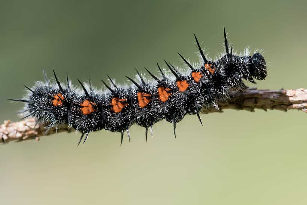 What is Black Caterpillar?