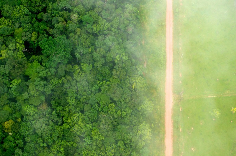 Why is Amazon deforestation decreasing in 2024?