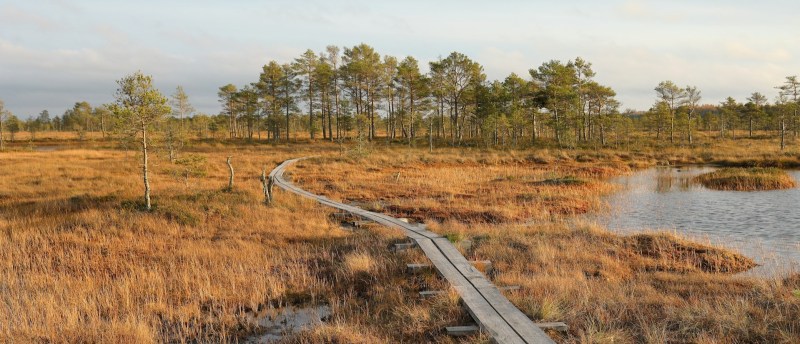 Estonia peatlands